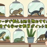 小さいケージで飼える爬虫類おすすめ10選！初心者でも安心な飼育ポイントを解説