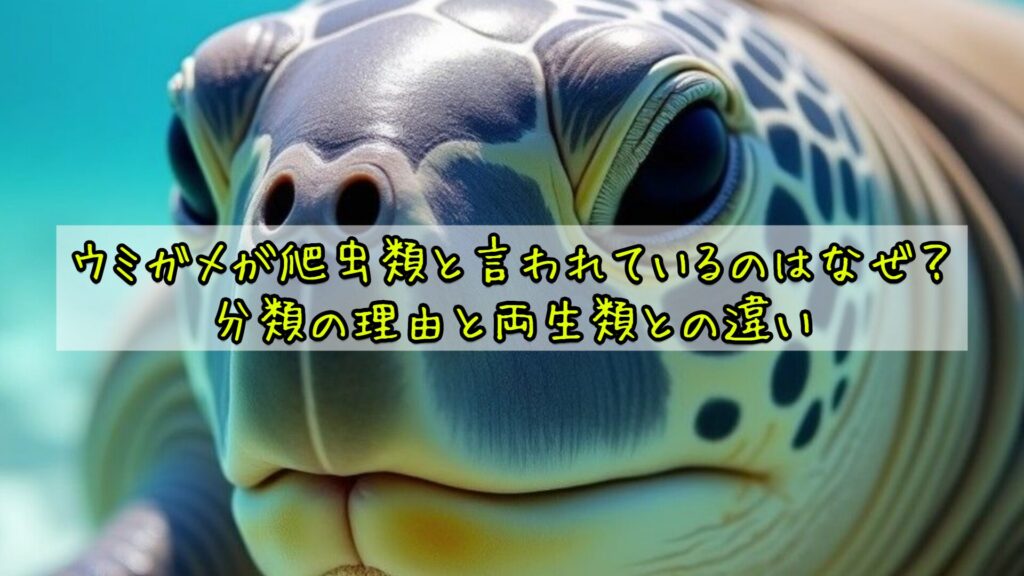 ウミガメが爬虫類と言われているのはなぜ？分類の理由と両生類との違い