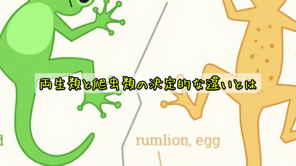 両生類と爬虫類の決定的な違いとは