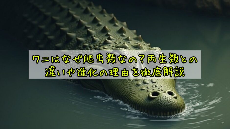 ワニはなぜ爬虫類なの？両生類との違いや進化の理由を徹底解説