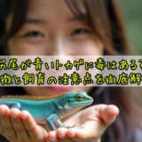 尻尾が青いトカゲに毒はある？特徴と飼育の注意点を徹底解説