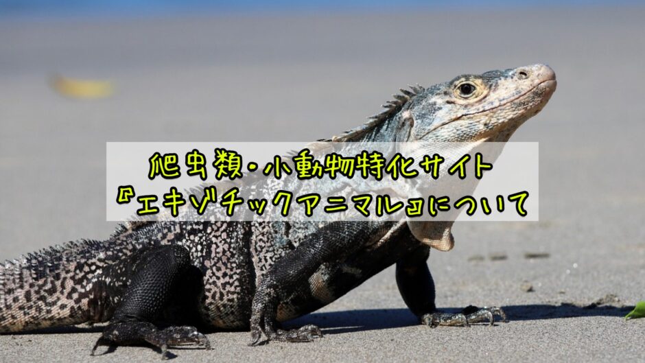 爬虫類・小動物特化サイト『エキゾチックアニマル』について