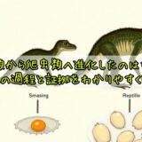 両生類から爬虫類へ進化したのはなぜ？進化の過程と証拠をわかりやすく解説