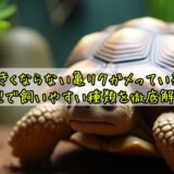 大きくならない亀リクガメっている？小型で飼いやすい種類を徹底解説！