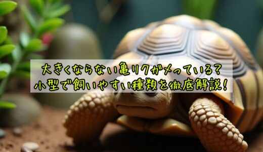 大きくならない亀リクガメっている？小型で飼いやすい種類を徹底解説！