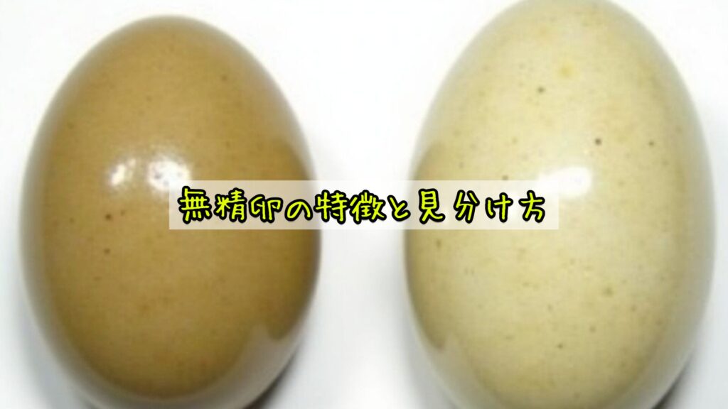 無精卵の特徴と見分け方