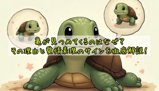 亀が見つめてくるのはなぜ？その理由と愛情表現のサインを徹底解説！