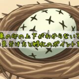 亀の卵の上下がわからない？正しい見分け方と孵化のポイントを解説