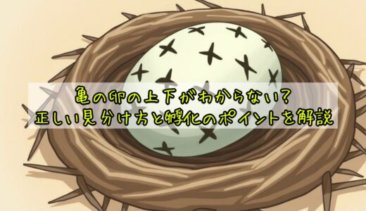 亀の卵の上下がわからない？正しい見分け方と孵化のポイントを解説