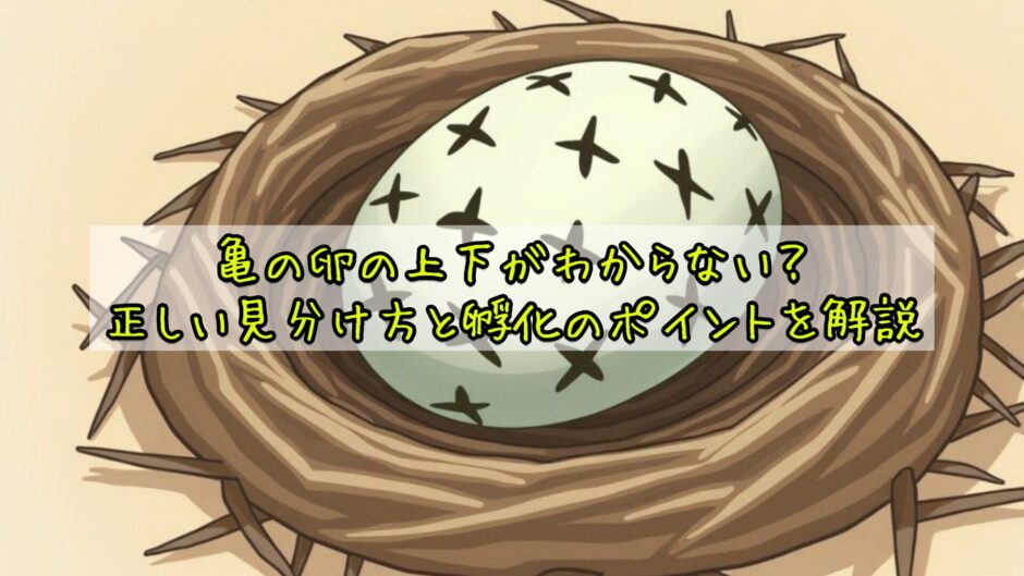 亀の卵の上下がわからない？正しい見分け方と孵化のポイントを解説