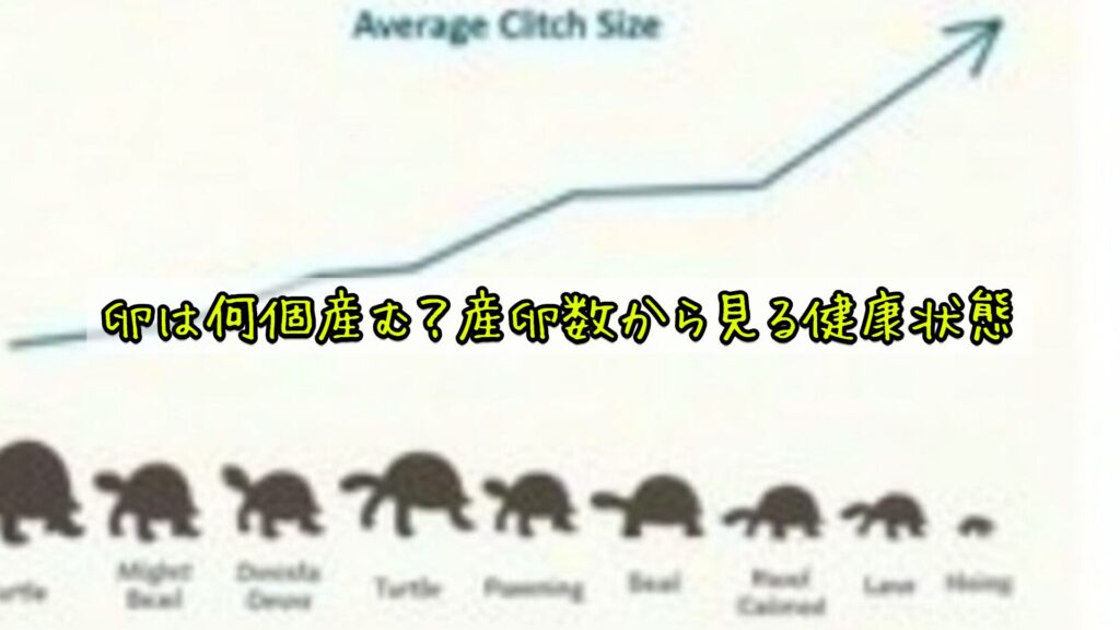 卵は何個産む？産卵数から見る健康状態