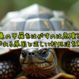 亀の甲羅をはがすのは危険？剥がれる原因と正しい対処法を解説