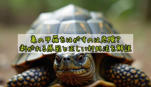 亀の甲羅をはがすのは危険？剥がれる原因と正しい対処法を解説