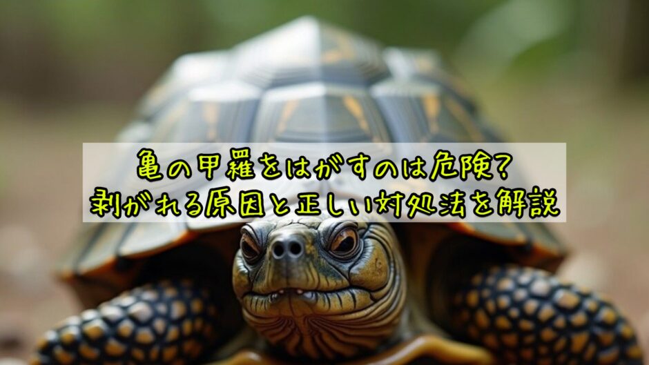 亀の甲羅をはがすのは危険？剥がれる原因と正しい対処法を解説