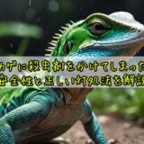 トカゲに殺虫剤をかけてしまった！安全性と正しい対処法を解説