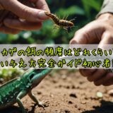 トカゲの餌の頻度はどれくらい?正しい与え方完全ガイド初心者向け