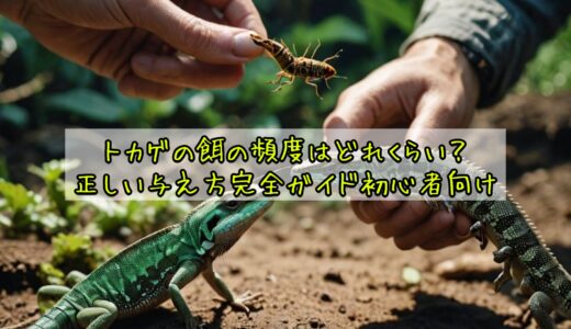 トカゲの餌の頻度はどれくらい？正しい与え方完全ガイド初心者向け