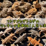 フトアゴヒゲトカゲの名前ランキング最新版!人気と決め方