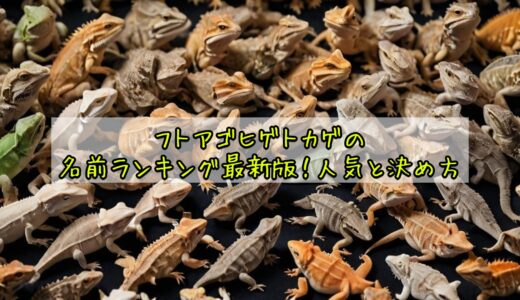 フトアゴヒゲトカゲの名前ランキング最新版！人気と決め方