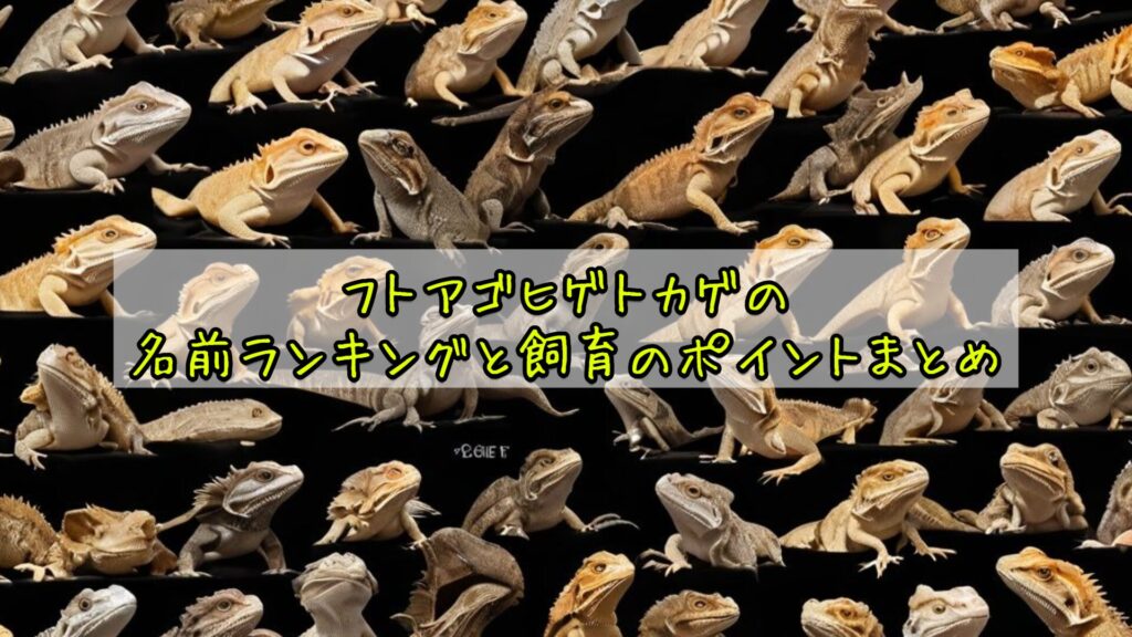 フトアゴヒゲトカゲの名前ランキングと飼育のポイントまとめ
