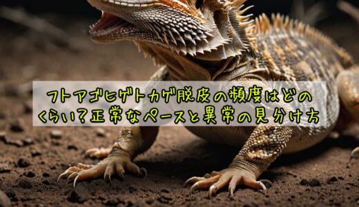 フトアゴヒゲトカゲ脱皮の頻度はどのくらい？正常なペースと異常の見分け方