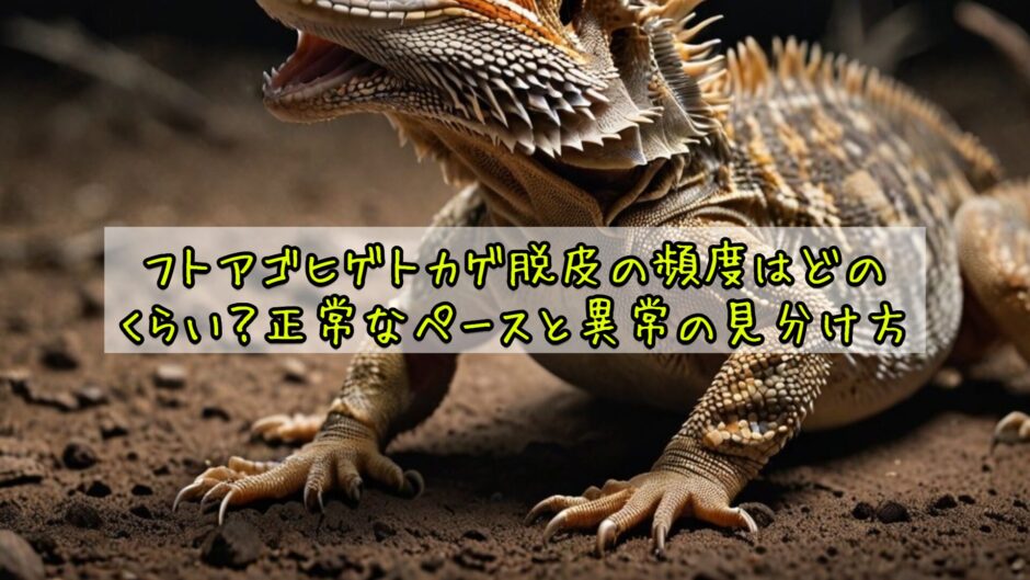 フトアゴヒゲトカゲ脱皮の頻度はどのくらい？正常なペースと異常の見分け方