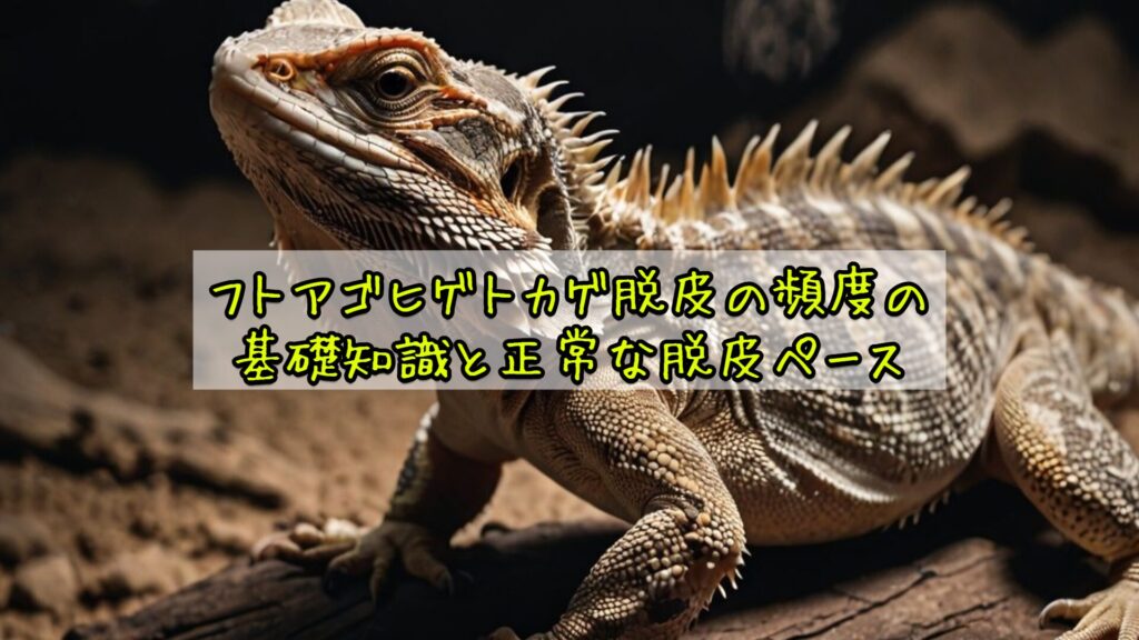 フトアゴヒゲトカゲ脱皮の頻度の基礎知識と正常な脱皮ペース