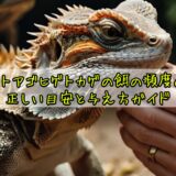 フトアゴヒゲトカゲの餌の頻度の正しい目安と与え方ガイド