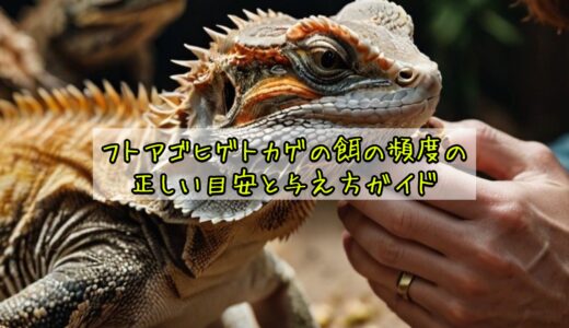 フトアゴヒゲトカゲの餌の頻度の正しい目安と与え方ガイド