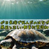 亀が日光浴で死んだのはなぜ？原因と正しい飼育対策詳細