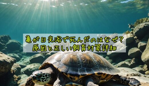亀が日光浴で死んだのはなぜ？原因と正しい飼育対策詳細