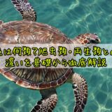 亀は何類？爬虫類・両生類との違いを基礎から徹底解説