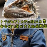 フトアゴヒゲトカゲに服は必要？安全性と選び方を徹底解説