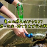 亀の水換えはどうする?頻度・方法・捨て方まで完全解説