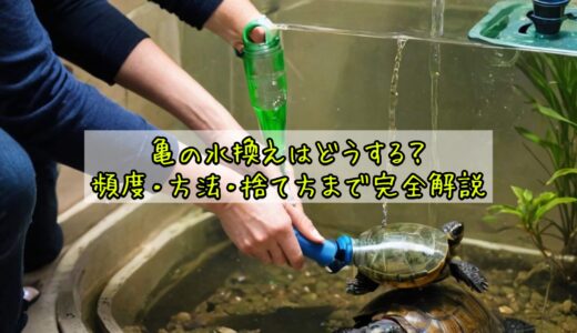 亀の水換えはどうする？頻度・方法・捨て方まで完全解説
