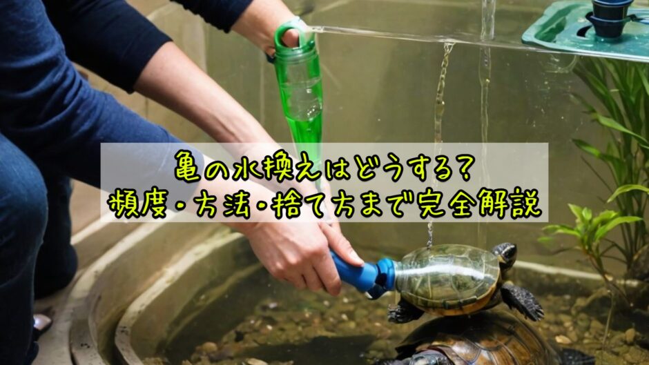 亀の水換えはどうする？頻度・方法・捨て方まで完全解説