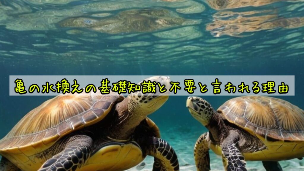 亀の水換えの基礎知識と不要と言われる理由