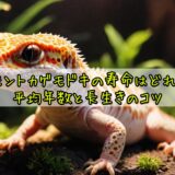 ヒョウモントカゲモドキの寿命はどれくらい?平均年数と長生きのコツ