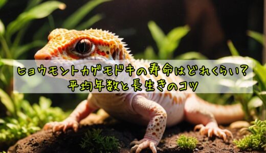 ヒョウモントカゲモドキの寿命はどれくらい？平均年数と長生きのコツ