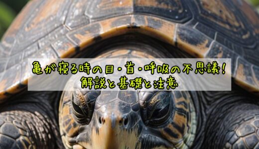 亀が寝る時の目・首・呼吸の不思議！解説と基礎と注意