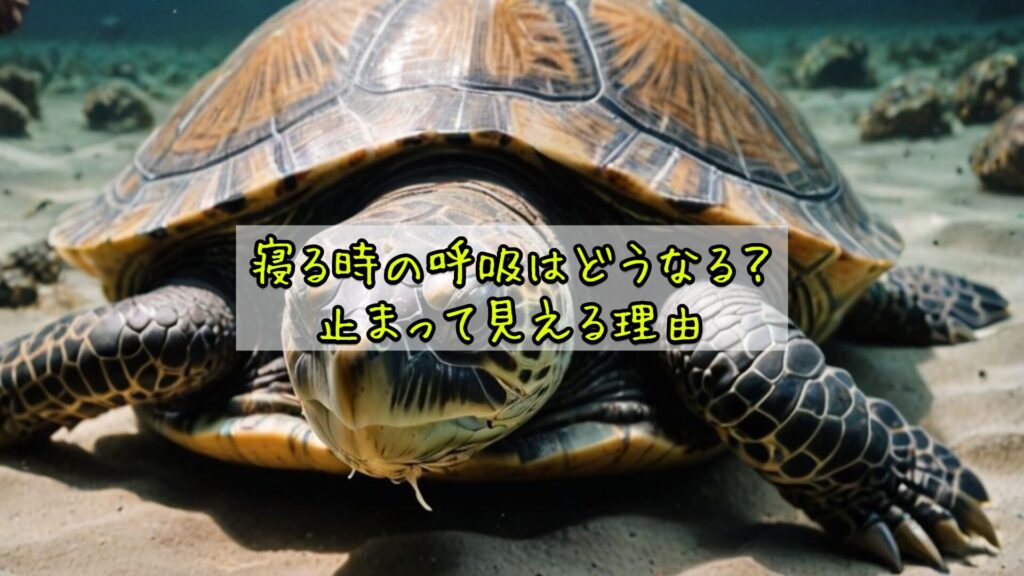寝る時の呼吸はどうなる?止まって見える理由