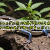 【ニホントカゲの食べ物】何食べる？あげてはいけない食べ物はある？餌と飼育のポイントまとめ！