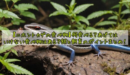 【ニホントカゲの食べ物】何食べる？あげてはいけない食べ物はある？餌と飼育のポイントまとめ！
