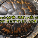 亀の水カビ病、脱皮との違いは?症状・見分け方と正しい治療法