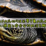 カメの爪切りは必要?亀の爪が長い原因と安全な対処法を解説