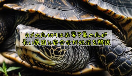 カメの爪切りは必要？亀の爪が長い原因と安全な対処法を解説