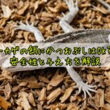 トカゲの餌にかつおぶしはOK?安全性と与え方を解説
