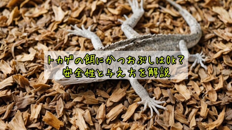 トカゲの餌にかつおぶしはOK？安全性と与え方を解説