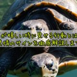 亀が嬉しい時に見せる行動とは?愛情のサインを徹底解説します