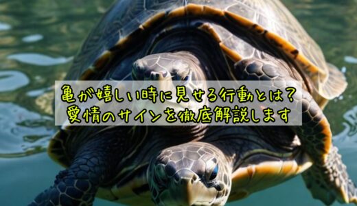 亀が嬉しい時に見せる行動とは？愛情のサインを徹底解説します